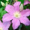 Clématite - Clematis Comtesse De Bouchaud -Fleurs & Plantes Soldes Boutique clematis comtesse de bouchaud 67861 1