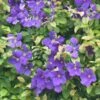 Clématite - Clematis Jackmanii -Fleurs & Plantes Soldes Boutique clematis jackmanii 79039 1