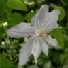 Clématite - Clematis Jackmanii Alba -Fleurs & Plantes Soldes Boutique clematis jackmanii alba 81380 1