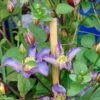 Clématite - Clematis Exciting -Fleurs & Plantes Soldes Boutique clematis patens exciting 681510 2