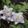 Clématite - Clematis Viennetta -Fleurs & Plantes Soldes Boutique clematis viennetta 89693 1