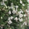 Clématite - Clematis Viticella Maria Cornelia -Fleurs & Plantes Soldes Boutique clematis viticella maria cornelia 889360 1