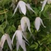 Clématite - Clematis Macropetala Broughton Bride -Fleurs & Plantes Soldes Boutique clematite Broughton Bride 681486 1
