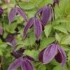 Clématite - Clematis Brunette -Fleurs & Plantes Soldes Boutique clematite Brunette 681483 1