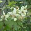 Clématite - Clematis Tangutica Grace 2 Clématite - Clematis Tangutica Grace -Fleurs & Plantes Soldes Boutique clematite Grace 681490 1