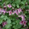 Clématite - Clematis Jan Fopman -Fleurs & Plantes Soldes Boutique clematite Jan Fopma 681434 1