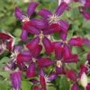 Clématite - Clematis Flammula Sweet Summer Love 1 Clématite - Clematis Flammula Sweet Summer Love -Fleurs & Plantes Soldes Boutique clematite Sweet Summer Love 681521 1