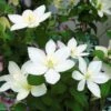 Clématite - Clematis Baby Star -Fleurs & Plantes Soldes Boutique clematite baby star 681526 3