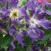 Clématite - Clematis Blue Pirouette 1 Clématite - Clematis Blue Pirouette -Fleurs & Plantes Soldes Boutique clematite blue pirouette 67807 1