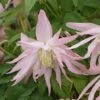 Clématite - Clematis Country Rose -Fleurs & Plantes Soldes Boutique clematite country rose 681388 1