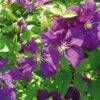 Clématite - Clematis Viticella Etoile Violette -Fleurs & Plantes Soldes Boutique clematite etoile violette 681362 1
