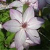 Clématite - Clematis Omoshiro 1 Clématite - Clematis Omoshiro -Fleurs & Plantes Soldes Boutique clematite osmoshiro 681354 1