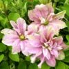 Clématite - Clematis Princesse Alexandra -Fleurs & Plantes Soldes Boutique clematite princess alexandra 681392 1