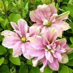 Clématite - Clematis Princesse Alexandra