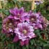 Clématite - Clematis Temptation -Fleurs & Plantes Soldes Boutique clematite temptation 681383 1
