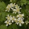 Clématite - Clematis Vitalba Trichotoma -Fleurs & Plantes Soldes Boutique clematite trichotoma 681511 1