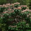 Arbre De La Chance - Clerodendrum Trichotomum, Clérodendron 2 Arbre De La Chance - Clerodendrum Trichotomum, Clérodendron -Fleurs & Plantes Soldes Boutique clerodendrum trichotomum clerodendron 9559 1 1