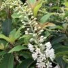 Clethra Barbinervis Great Star -Fleurs & Plantes Soldes Boutique clethra barbinervis great star 15384 1