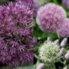 Collection 10 Alliums 1 Collection 10 Alliums -Fleurs & Plantes Soldes Boutique collection 10 alliums 51530 1