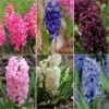 Collection 30 Jacinthes -Fleurs & Plantes Soldes Boutique collection 30 jacinthes 82544 1