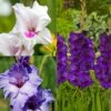 Collection 60 Glaïeuls Blues -Fleurs & Plantes Soldes Boutique collection 60 gla euls bleus et mauves 86016 1