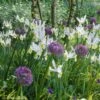 Collection Allium & Iris De Hollande 2 Collection Allium & Iris De Hollande -Fleurs & Plantes Soldes Boutique collection allium iris de hollande 15274 1