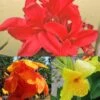 Collection De 3 Cannas -Fleurs & Plantes Soldes Boutique collection cannas 51353 1