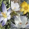 Collection 115 Crocus Botaniques -Fleurs & Plantes Soldes Boutique collection crocus botaniques 53970 1