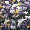 Collection 100 Crocus Grandes Fleurs Mammouth 2 Collection 100 Crocus Grandes Fleurs Mammouth -Fleurs & Plantes Soldes Boutique collection crocus grandes fleurs 53971 1