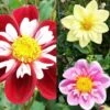 Collection Dahlias Collerette 1 Collection Dahlias Collerette -Fleurs & Plantes Soldes Boutique collection dahlia colerettes 31450 1