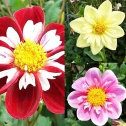 Collection Dahlias Collerette