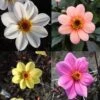 Collection Dahlias Happy Single -Fleurs & Plantes Soldes Boutique collection dahlia happy 31434 1
