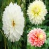 Collection Dahlias Fubuki -Fleurs & Plantes Soldes Boutique collection dahlias fubiki 31427 1