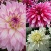 Collection Dahlias Nains Gallery -Fleurs & Plantes Soldes Boutique collection dahlias gallery 3911 1