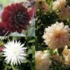 Collection De 4 Dahlias Noir Et Blanc -Fleurs & Plantes Soldes Boutique collection dahlias noir et blanc 9684 1