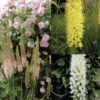 Collection Eremurus 1 Collection Eremurus -Fleurs & Plantes Soldes Boutique collection eremurus 53574 1