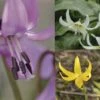 Collection Erythronium -Fleurs & Plantes Soldes Boutique collection erythronium 53580 1