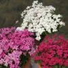 Rhodohypoxis Collection 3 X 3 2 Rhodohypoxis Collection 3 X 3 -Fleurs & Plantes Soldes Boutique collection rhodohypoxis 1142 1