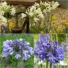Collection De 3 Agapanthes -Fleurs & Plantes Soldes Boutique collection trois agapanthes 69179 1 1