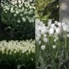 Collection 2 Mois De Tulipes Blanches -Fleurs & Plantes Soldes Boutique collection tulipes blanches 68234 1