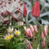 Collection 50 Tulipes Sauvages -Fleurs & Plantes Soldes Boutique collection tulipes sauvages 64990 1