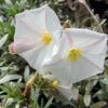 Convolvulus Cneorum - Liseron Argenté -Fleurs & Plantes Soldes Boutique convolvulus cneorum 7566 1