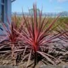 Cordyline Charlie Boy® -Fleurs & Plantes Soldes Boutique cordyline charlie boy 85726 1