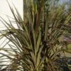Cordyline X Banksii Electric Star -Fleurs & Plantes Soldes Boutique cordyline x banksii electric star 100459 1