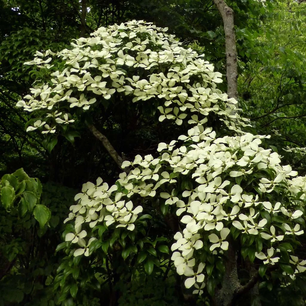 Cornus Hongkongensis 3 Cornus Hongkongensis
