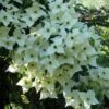 Cornus Kousa Milky Way- Cornouiller Du Japon Blanc -Fleurs & Plantes Soldes Boutique cornus kousa milky way 781212 1 2
