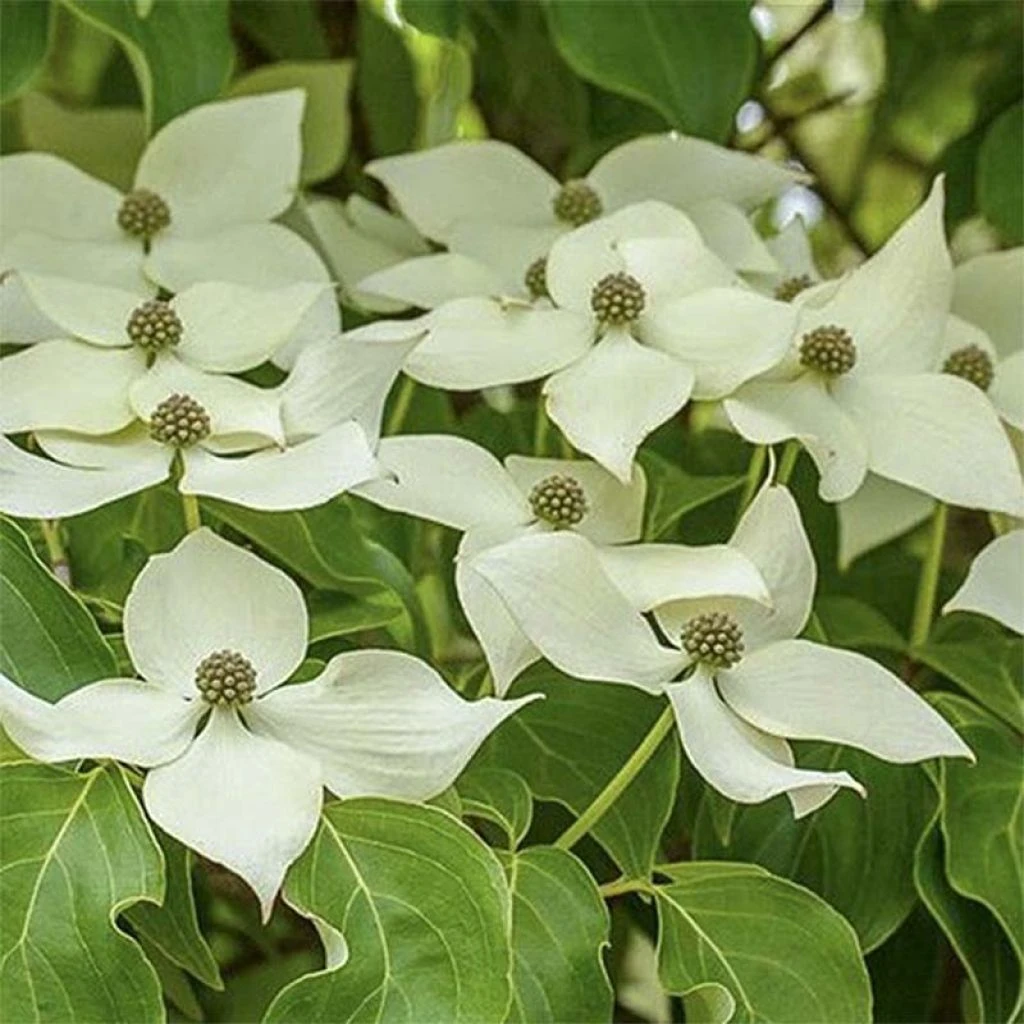 Cornus Kousa Robert's Select - Cornouiller Du Japon 3 Cornus Kousa Robert's Select - Cornouiller Du Japon