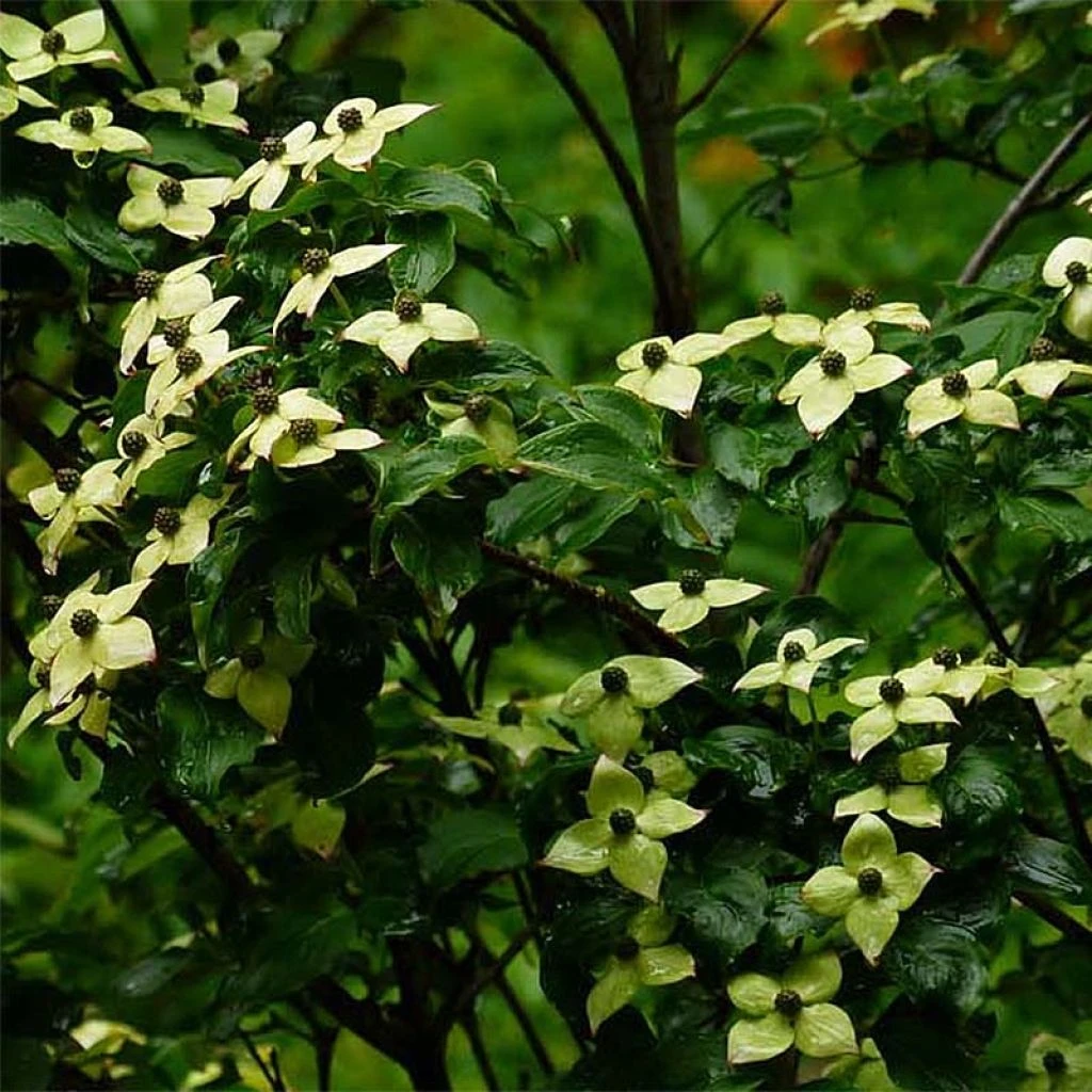 Cornus Kousa Wieting's Select - Cornouiller Du Japon 3 Cornus Kousa Wieting's Select - Cornouiller Du Japon