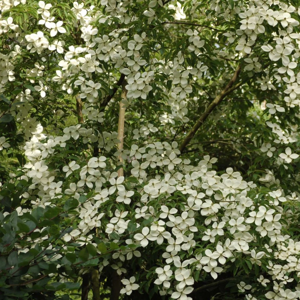 Cornus Norman Hadden - Cornouiller à Fleurs 3 Cornus Norman Hadden - Cornouiller à Fleurs