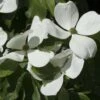 Cornus Kousa Venus - Cornouiller Du Japon Blanc 2 Cornus Kousa Venus - Cornouiller Du Japon Blanc -Fleurs & Plantes Soldes Boutique cornus ou cornouiller kousa venus cov 7814 6